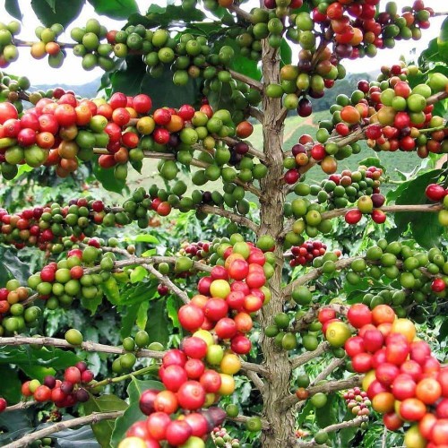 Coffee beans