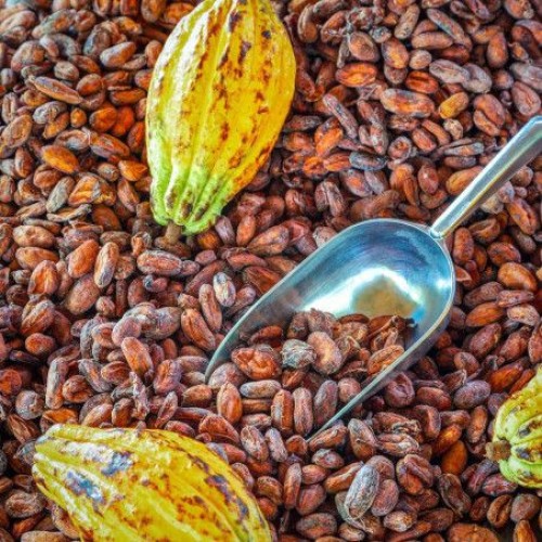 Cocoa beans